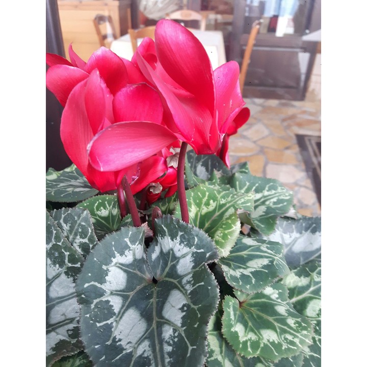 Red passion