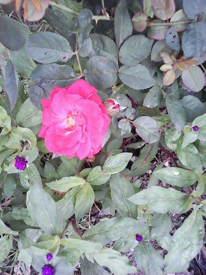 Rose