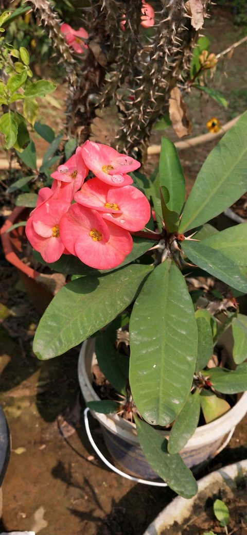 Flowers