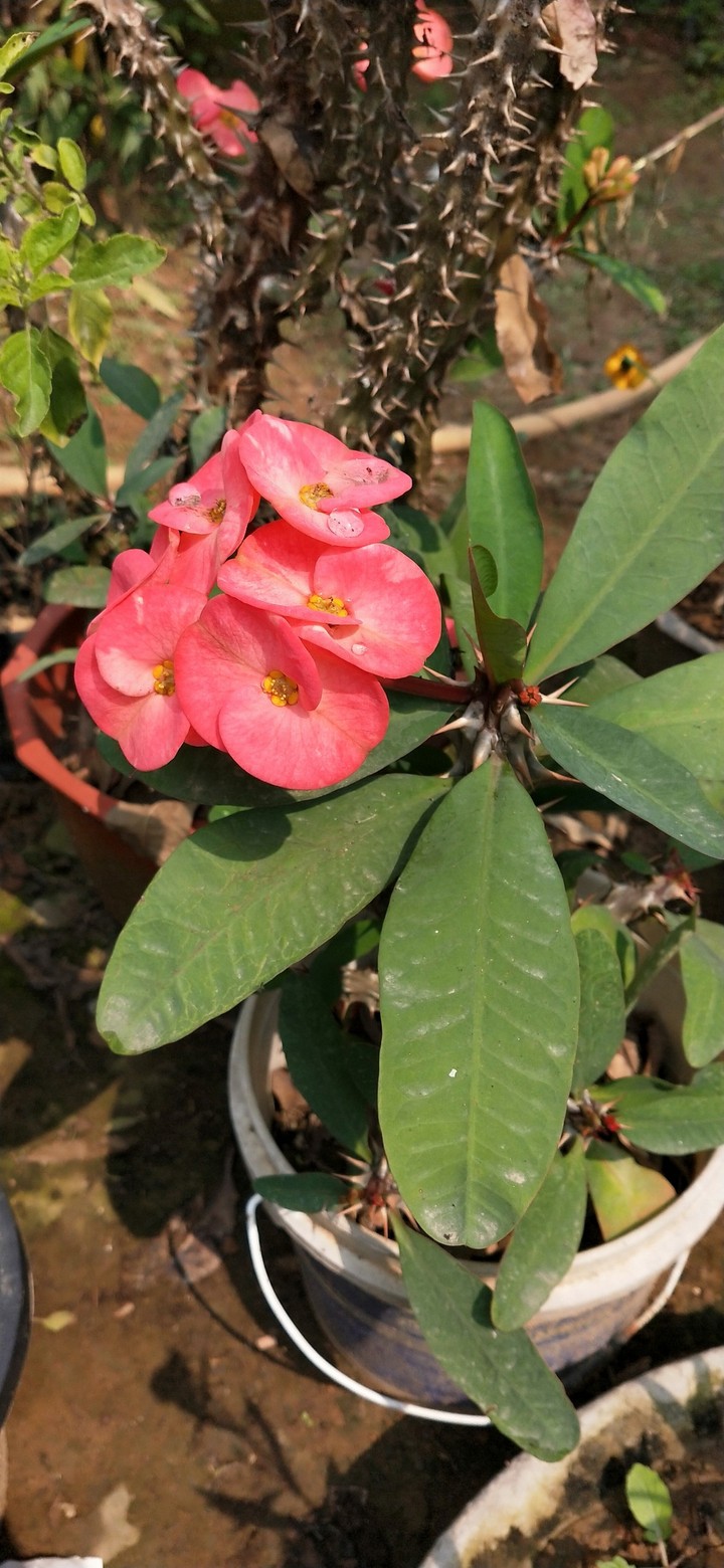 Flowers