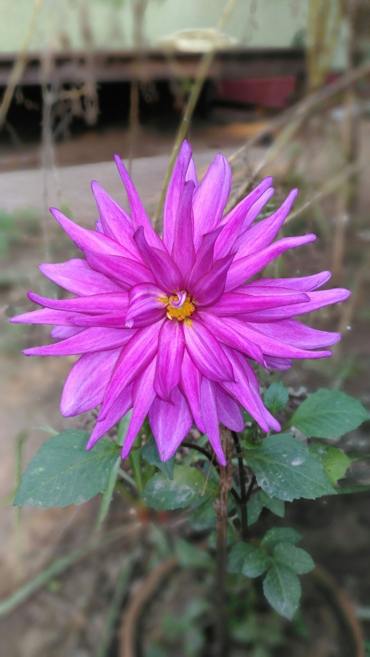 DALIA FLOWER