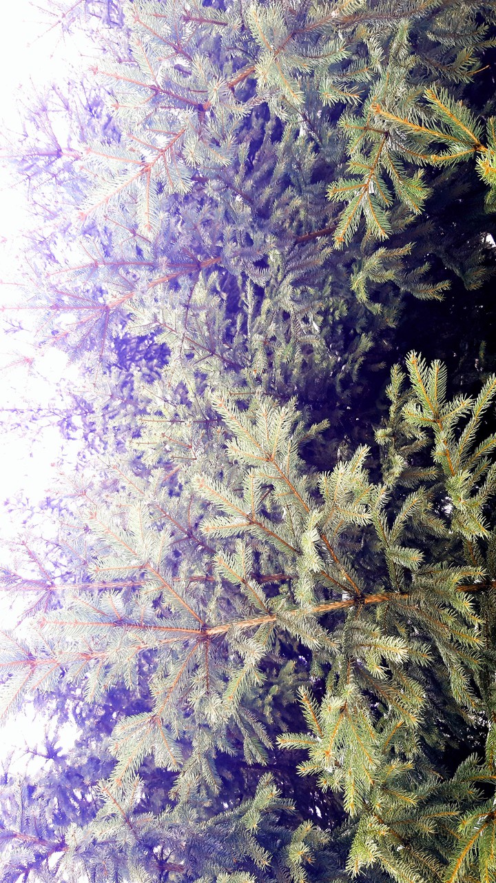 First Russian tree