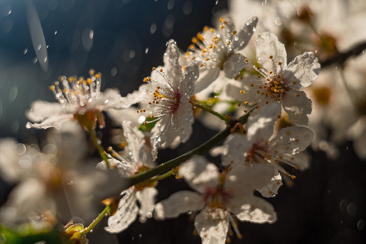 Flowers with drops