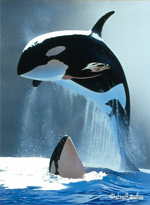 TWO ORCA WHALES