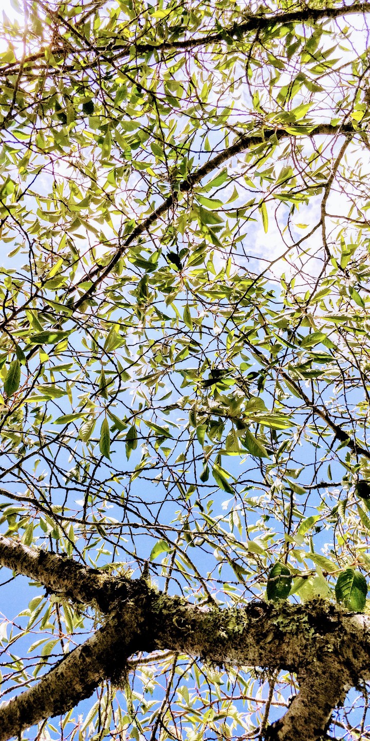 sky under tree