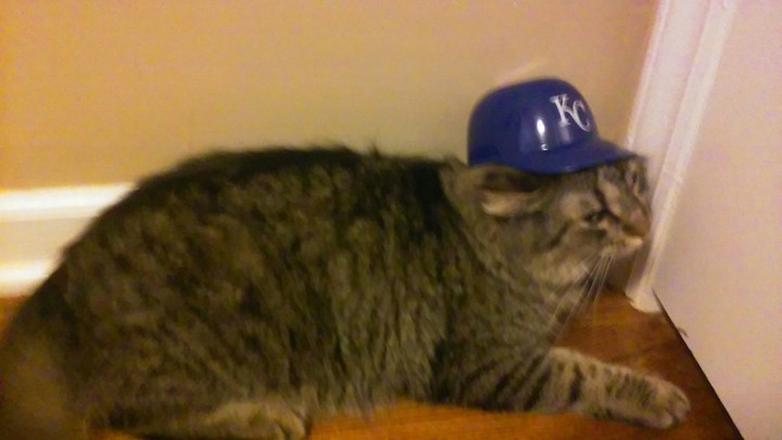 Cat with KC hat