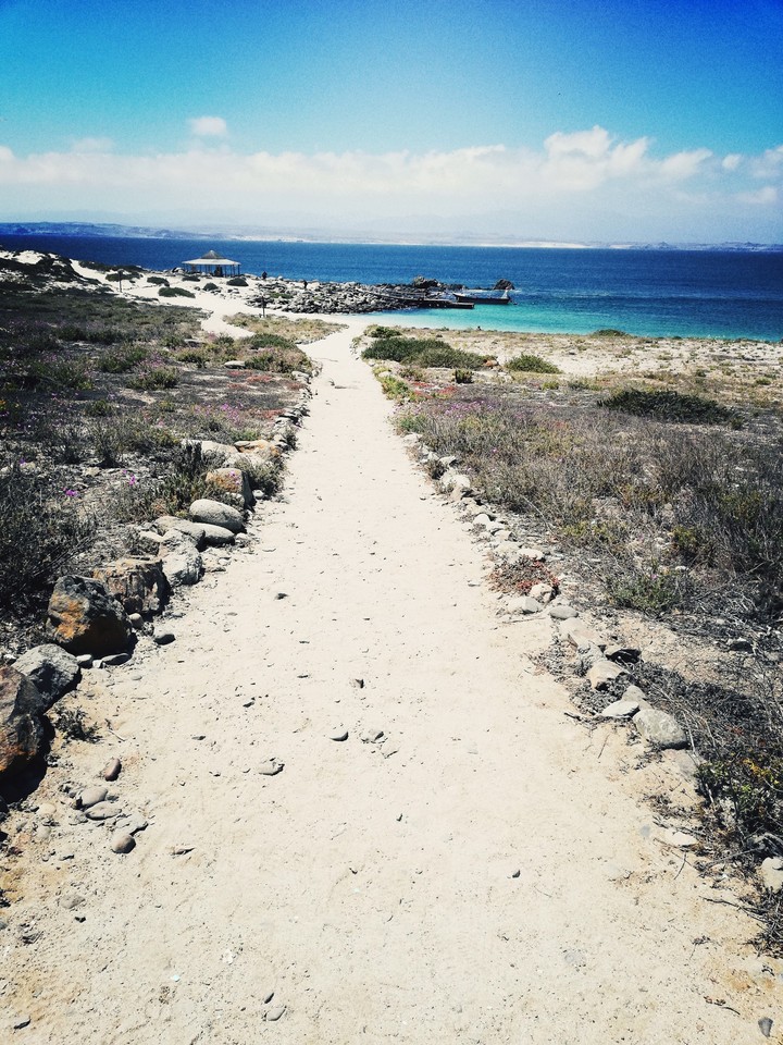 Isla Dama - La Serena