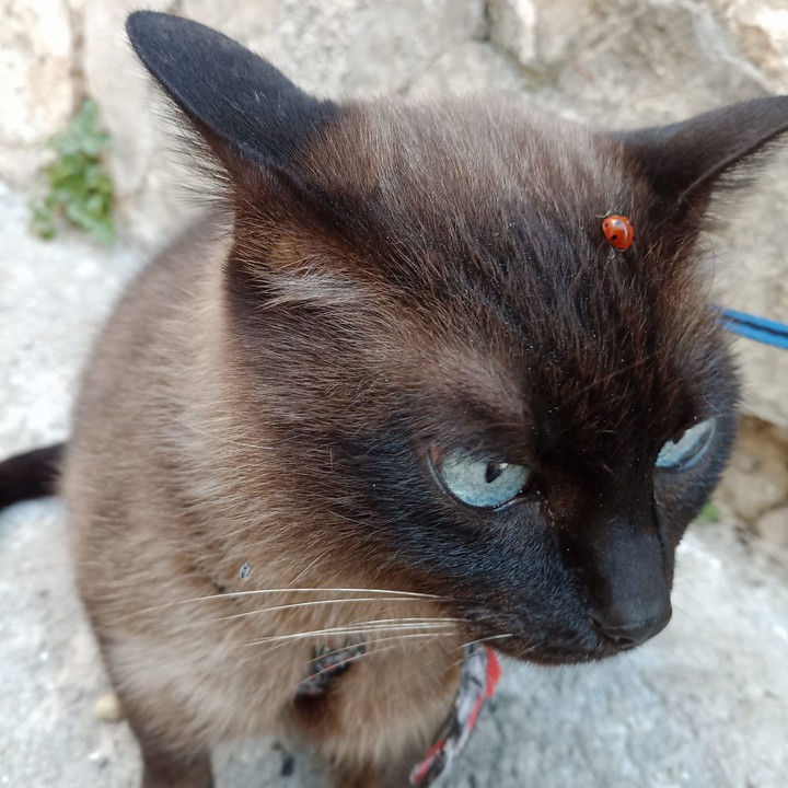 mr. cat and ladybug