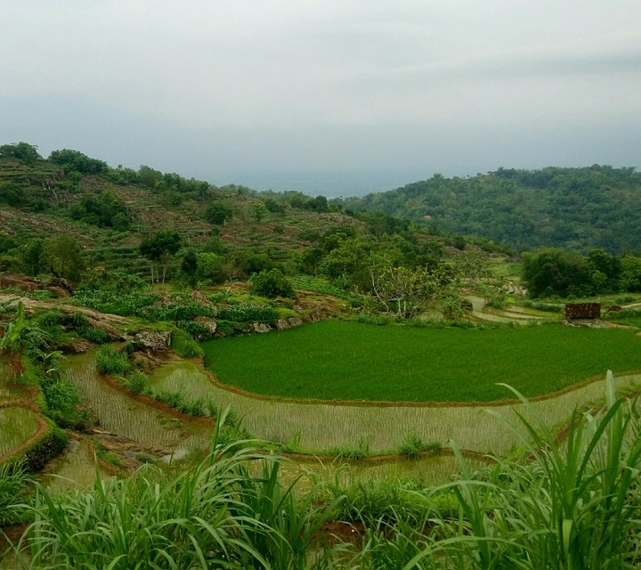 Rice Field