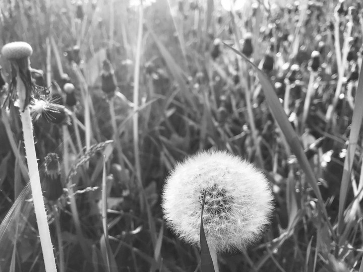 dandelion