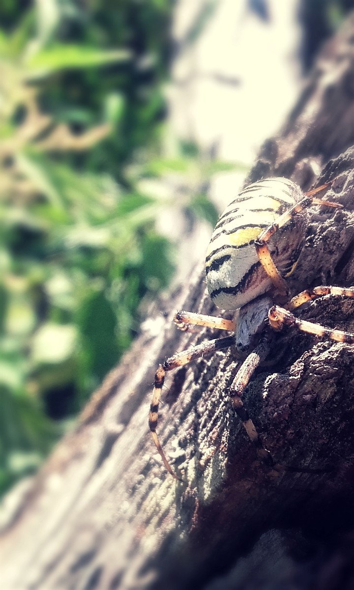 Beautiful spider