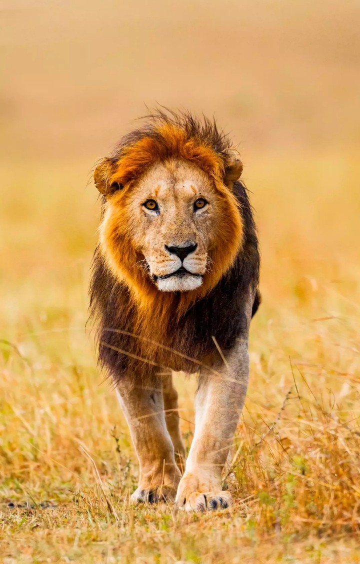 Lion King