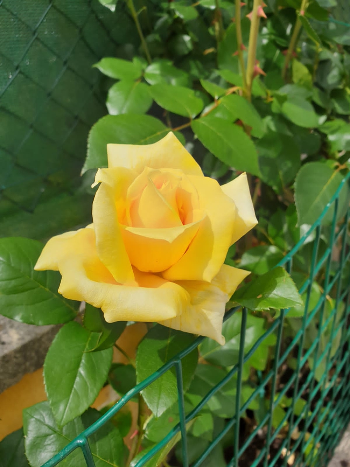 Rosa
