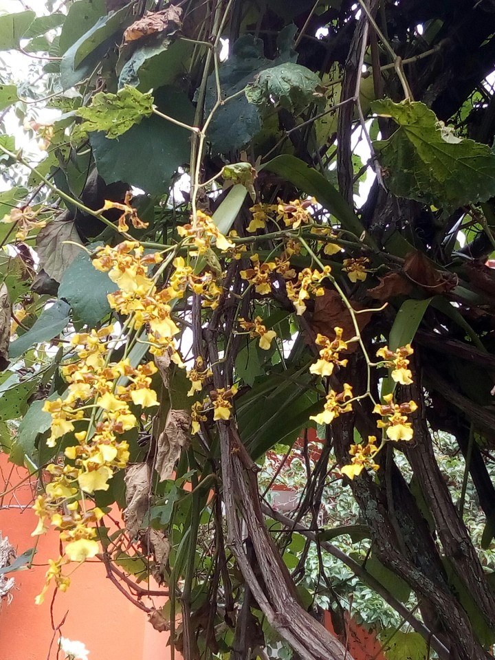 orquídeas