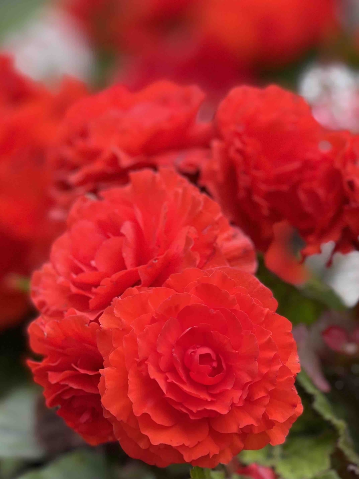 Red flower