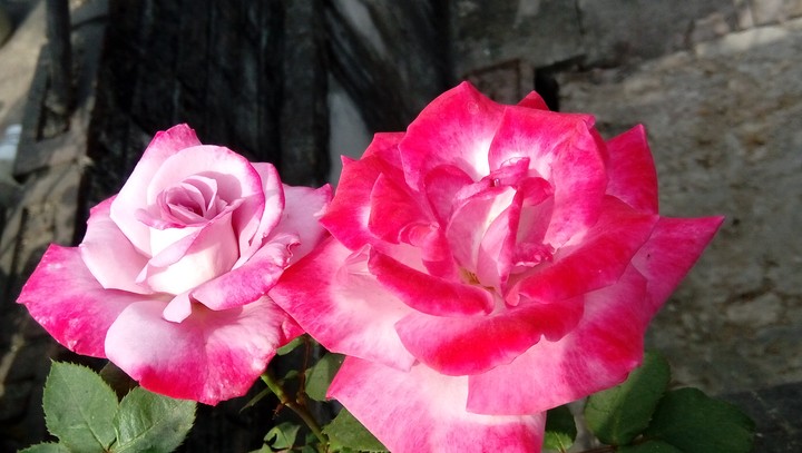 pink