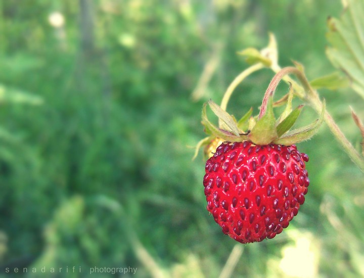 wild strawberry