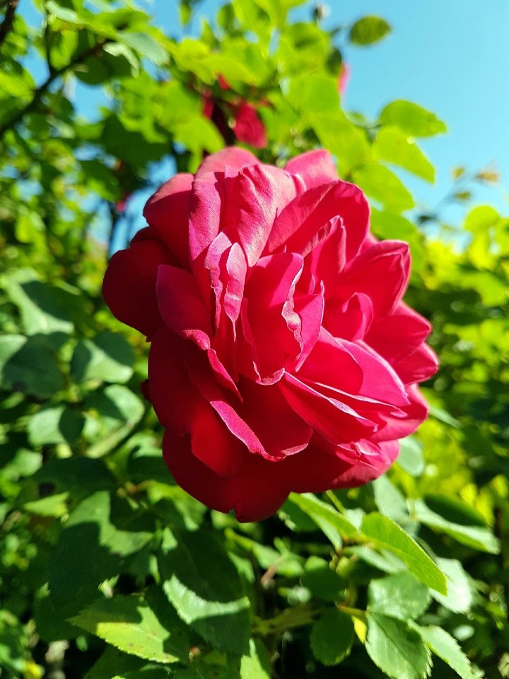 rose