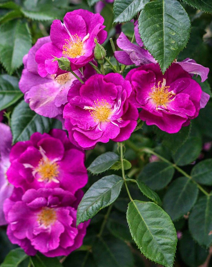eglantine