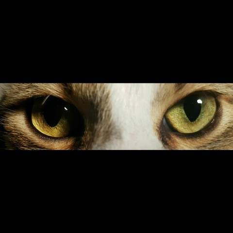 cat's eye