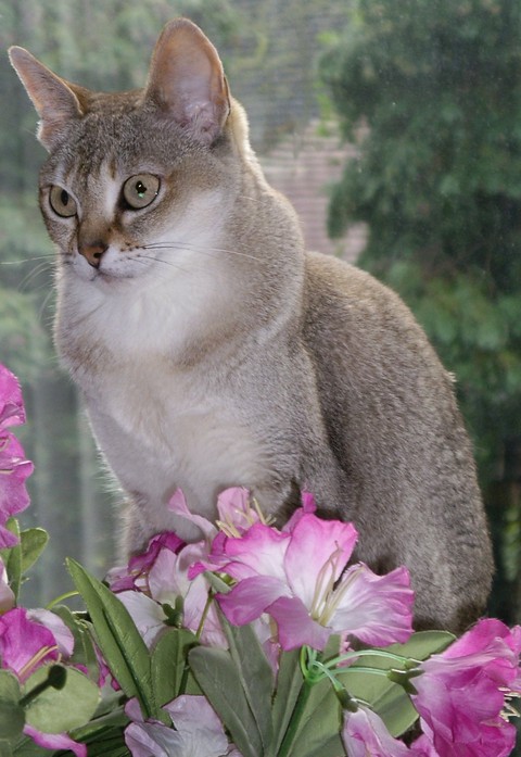 tapety cat, plant