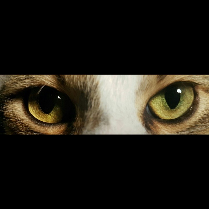 cat's eye
