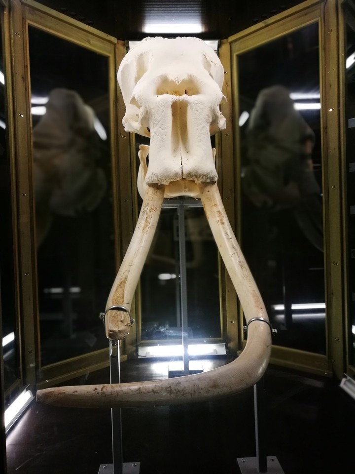 elephant scull