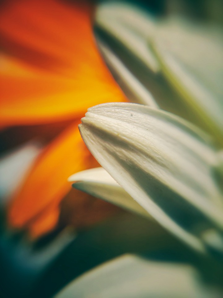 flower part