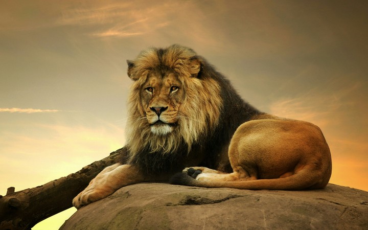 The King