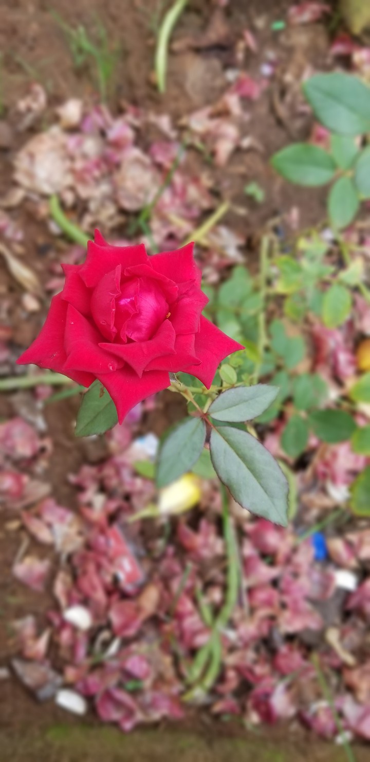 red rose