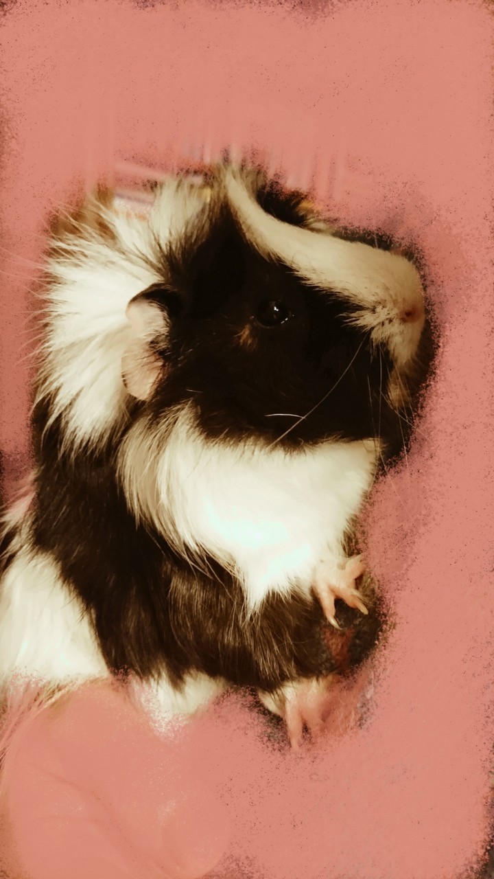 my little lovely-pet gwiena pig