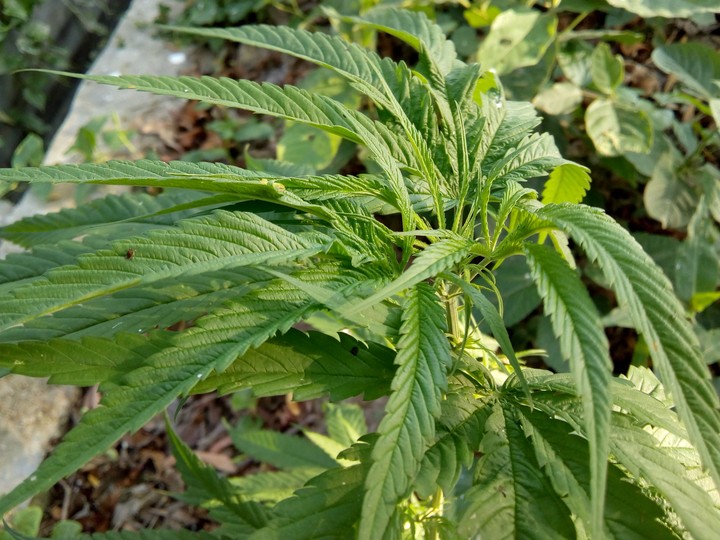 Greeny