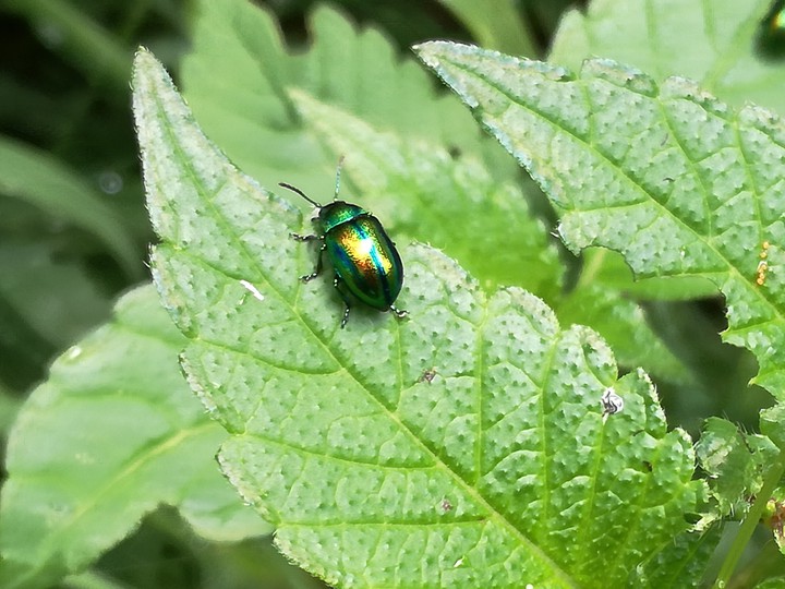 Beetle