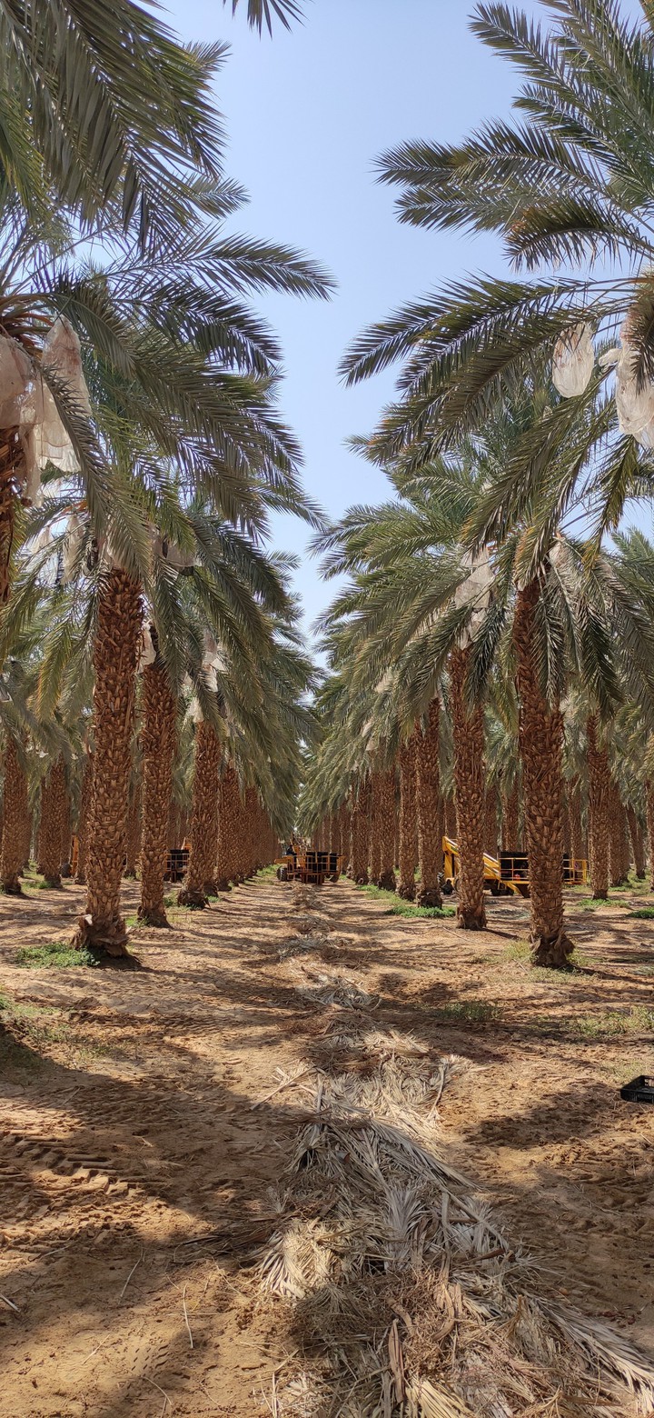 Dates Farm