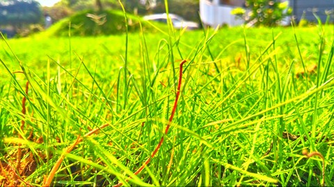 Grass