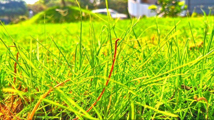 Grass