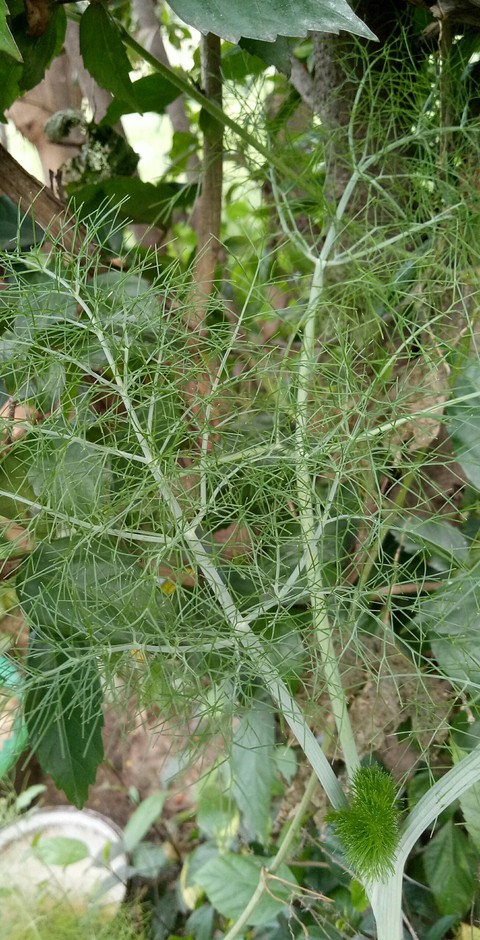 sanjit