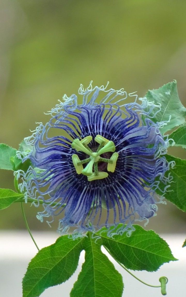 passiflora incarnata