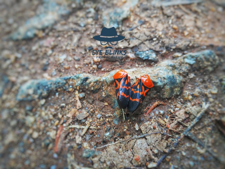 insects