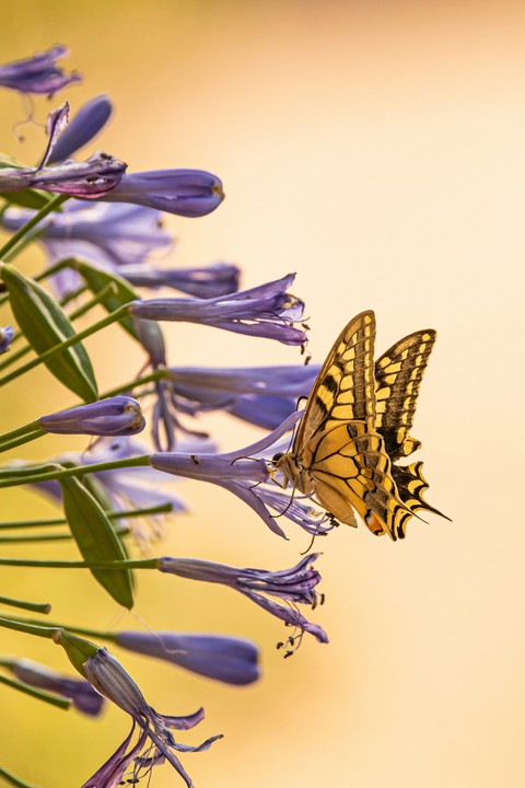 insect, arthropod वॉलपेपर