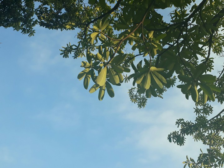 sky and tree