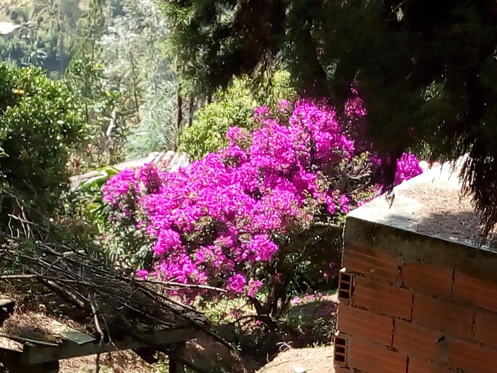 Flores relucientes