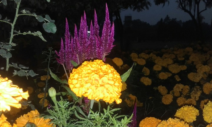 Flower
