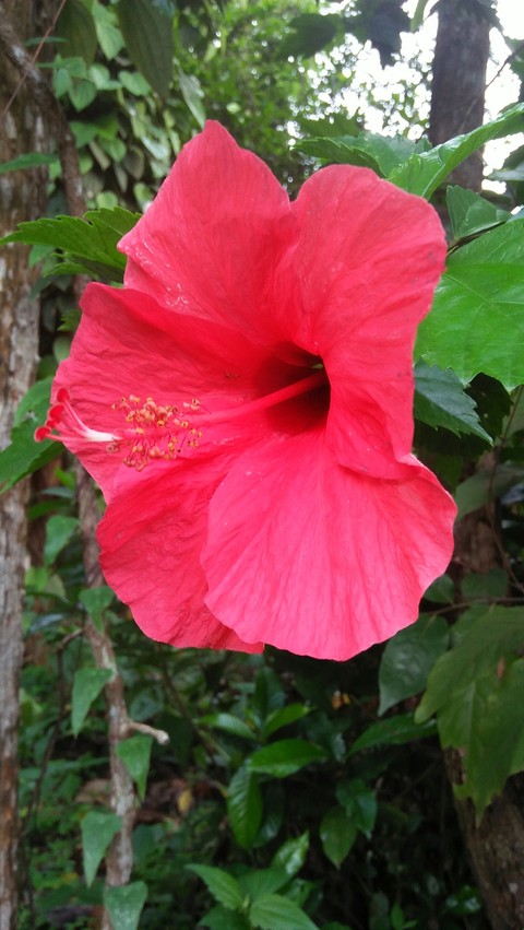flower, malvales háttérképek
