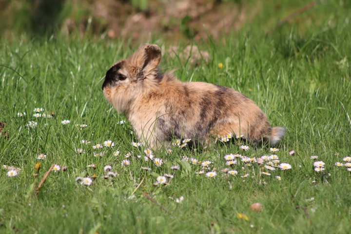 Osterhase