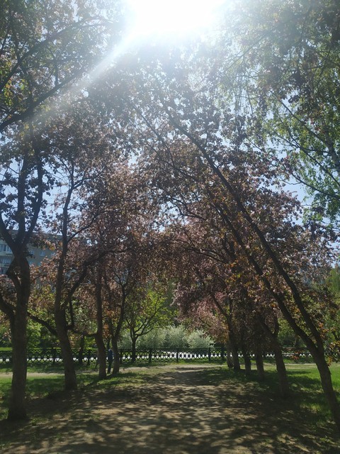 ταπετσαρίες plant, Shade