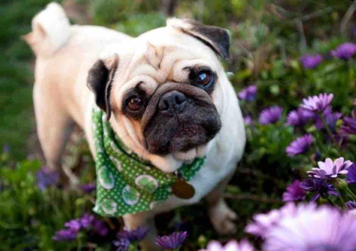 pug dog