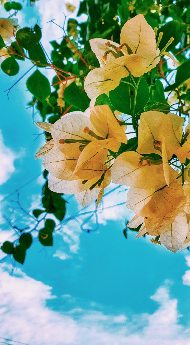 flower