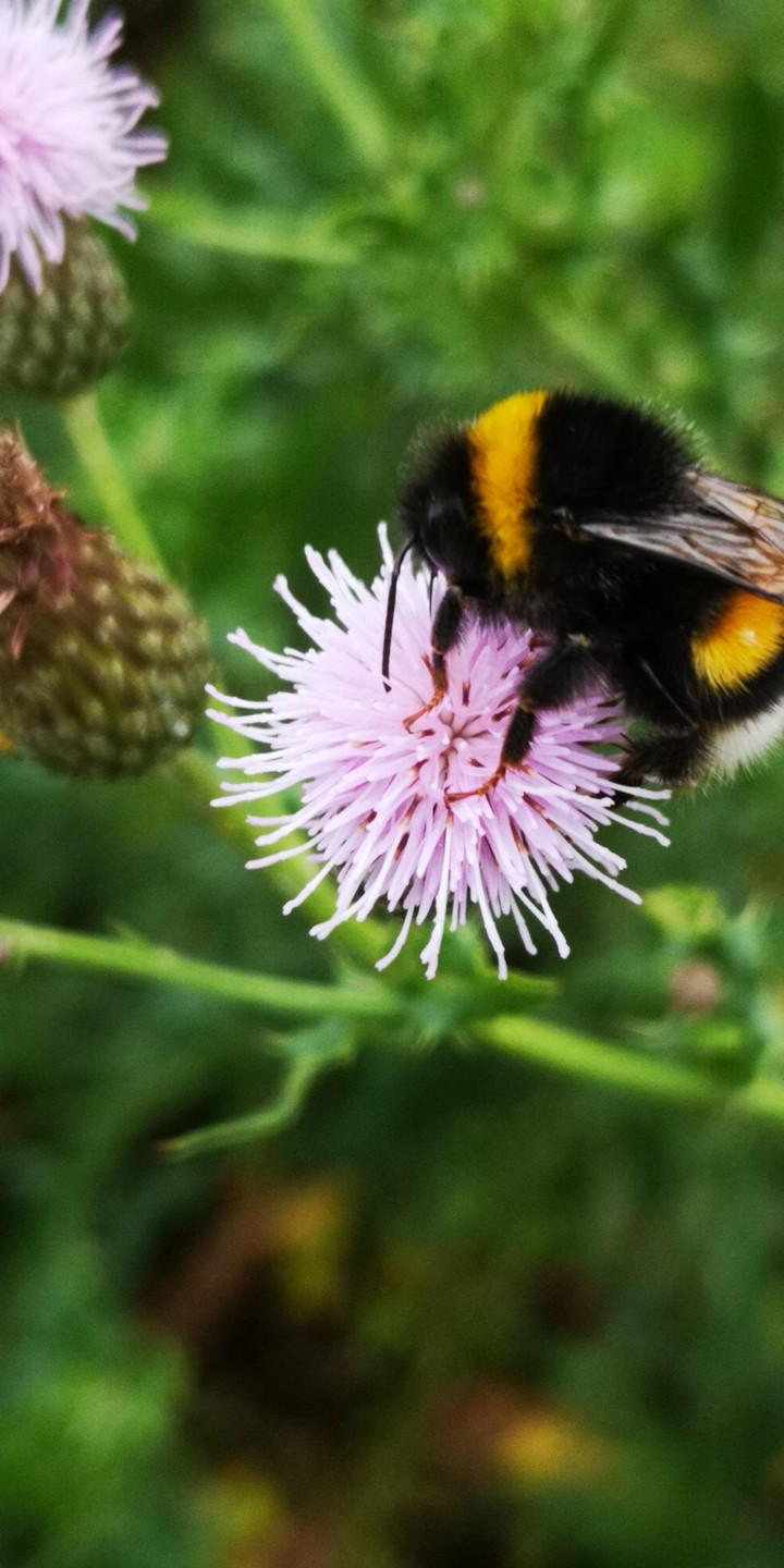 Hummel auf Distelblüte