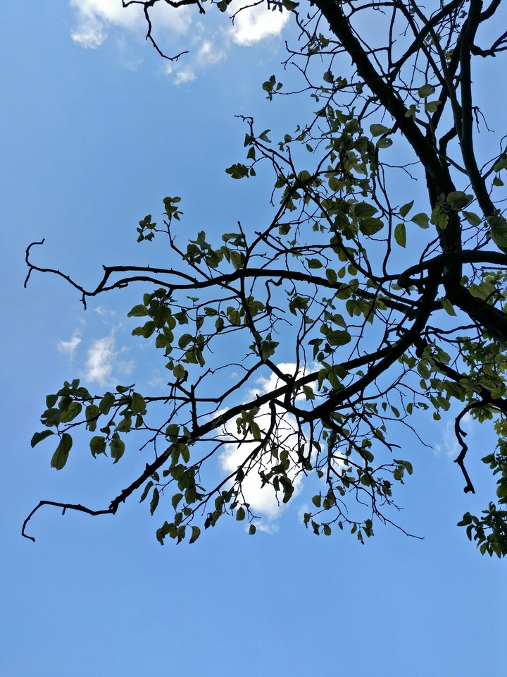 Sky over branch